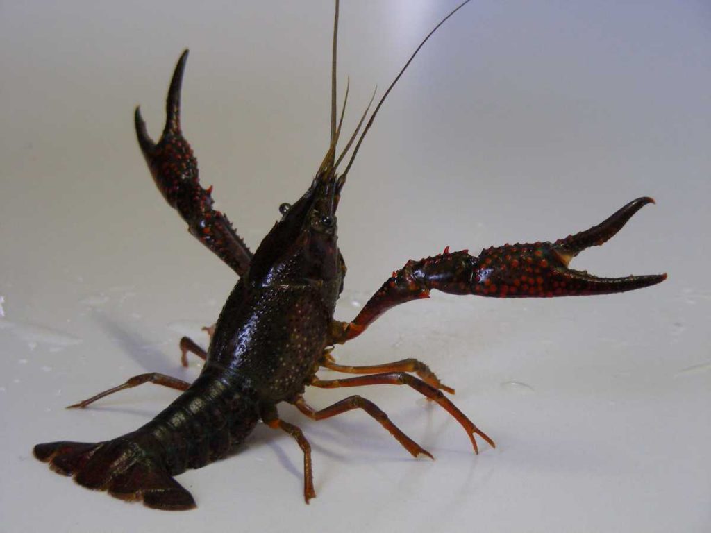 Écrevisse Américaine / écrevisse signal / écrevisse de Louisiane