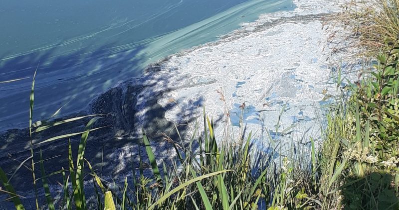 Présence d’algues toxiques dans le Canal des Espagnols à Carentan-les-Marais