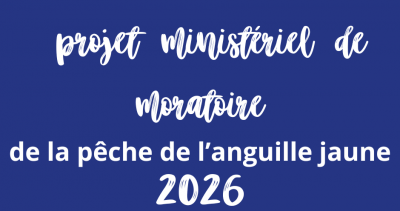[ Projet ministériel de moratoire de la pêche de l’anguille jaune ]