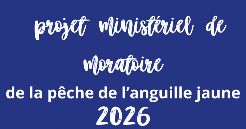 [ Projet ministériel de moratoire de la pêche de l’anguille jaune ]